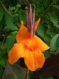 Canna Orange 1